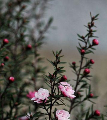 松红梅花的花期及特点（什么时候开花）