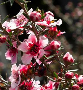 松红梅开花时间及园艺技巧（掌握花期）