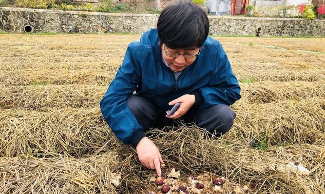 松茸的生长环境与分布（探究松茸的产地）