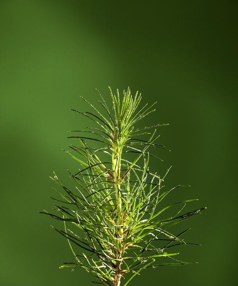 松树治疗法（探究松树的药用价值）