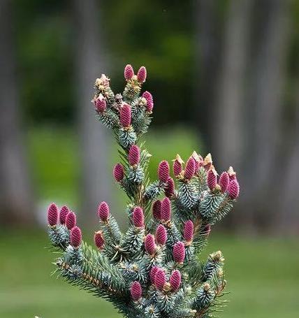 松树开花时间及花期（了解松树的开花规律）