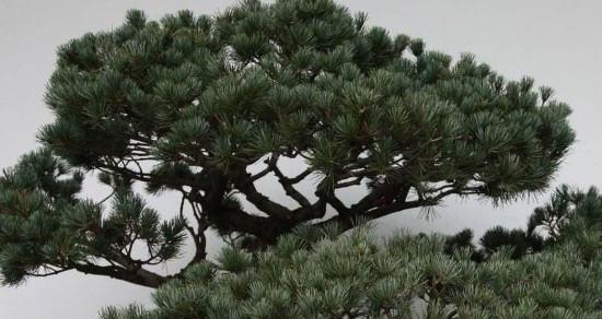 种松树的最佳时间及注意事项（从季节、环境等方面考虑）