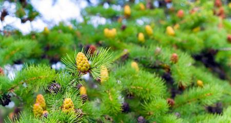 揭秘松树真正的植物类别（探究松树的特征与生态地位）