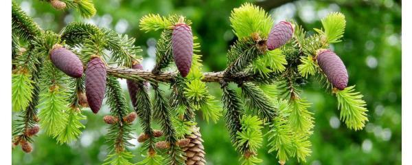 松树并不是热带植物（揭开松树的生长秘密与适应环境的特点）