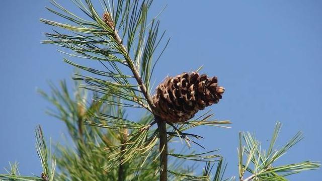 松子成熟季节与采摘时间分析（一年四季）