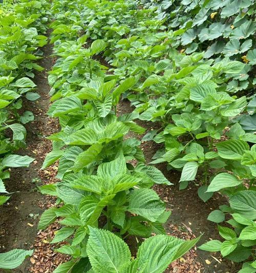 松子是被子植物吗（科学家破解松子的生物谜团）