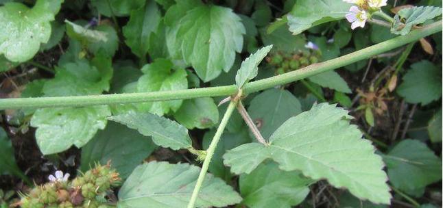 松子是被子植物吗（科学家破解松子的生物谜团）