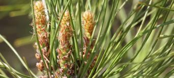 松子是被子植物吗（科学家破解松子的生物谜团）