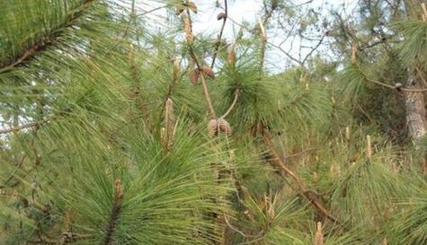 松子是裸子植物吗？——揭秘松子的真面目