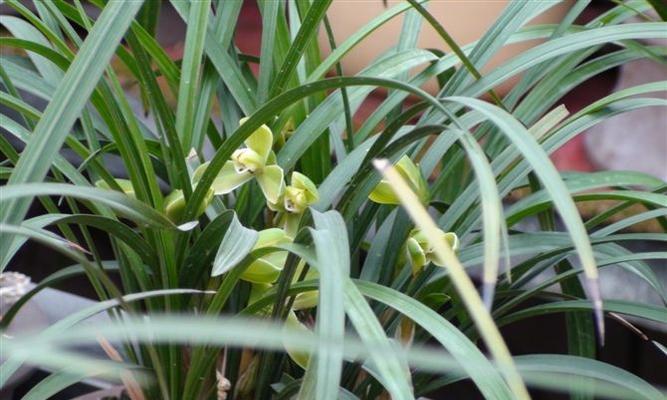 宋梅兰花开花时间剖析（揭秘宋梅兰花开花时节的奥秘）