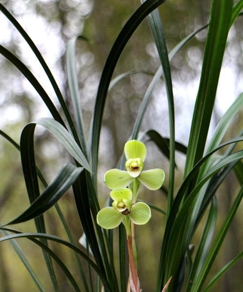 宋梅开花时间及栽培要点剖析（探寻宋梅开花奥秘）