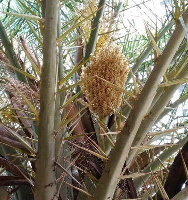 探究苏铁是否属于木本植物（从形态结构和生长习性两方面进行解析）