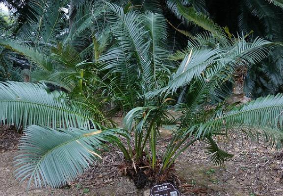 苏铁不是蕨类植物（解读苏铁的真正身份和特点）