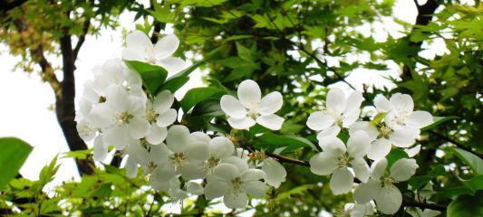 探秘苏州市花——桂花（苏州市花的由来）