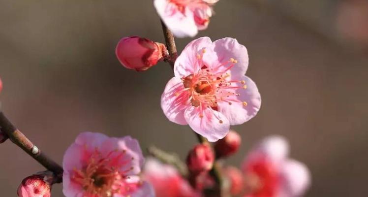 探秘苏州市花——桂花（苏州市花的由来）