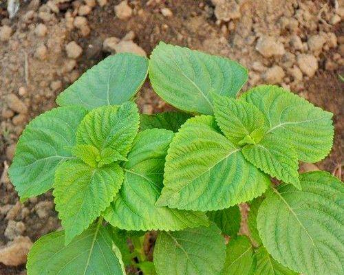 苏子种植的最佳月份（如何选择种植时机）