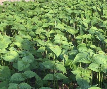 苏子种植的最佳月份（如何选择种植时机）