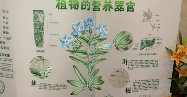 苏子叶储存方法详解（掌握储存技巧）