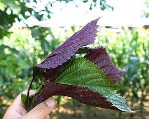 苏子叶种植技术全解析（从种植时间到管理技巧）