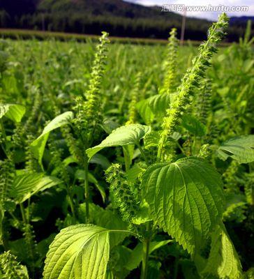 苏子叶种植技术全解析（从种植时间到管理技巧）