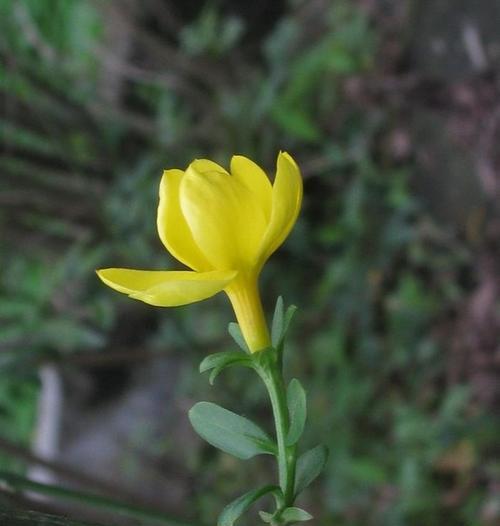 素馨花的开花时间及特点（探究素馨花的生长过程与栽培技巧）