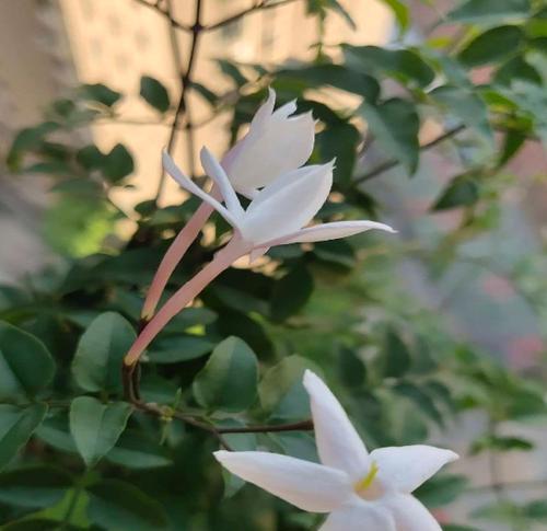 素馨花的开花时间及特点（探究素馨花的生长过程与栽培技巧）