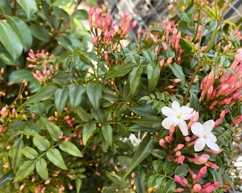 素馨花的开花时间及特点（探究素馨花的生长过程与栽培技巧）