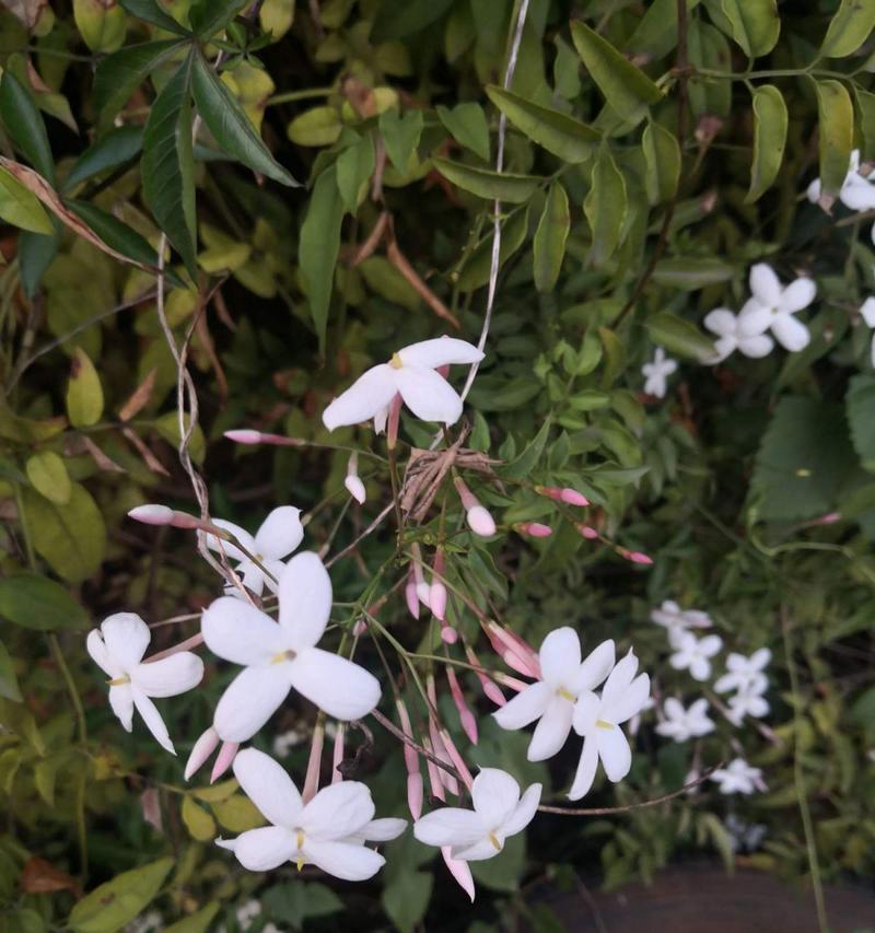 素馨花的花期与开花次数剖析（探究素馨花的开花时间和花期）