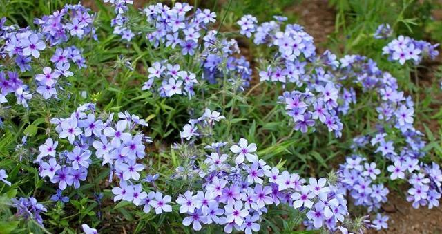 探秘宿根花的魅力（宿根花的种类）