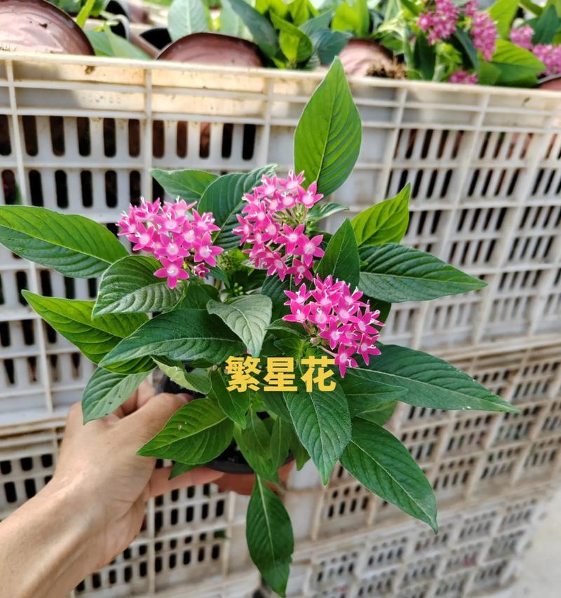 探秘宿根花的魅力（宿根花的种类）