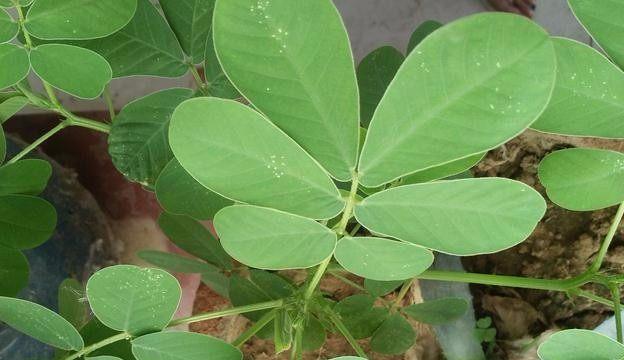 酸枣仁（从植物到食品药材）