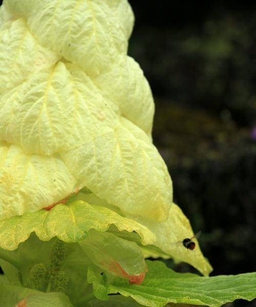 探秘神奇植物——塔黄（了解塔黄的种类）