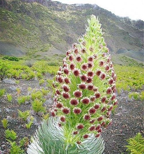 探秘神奇植物——塔黄（了解塔黄的种类）