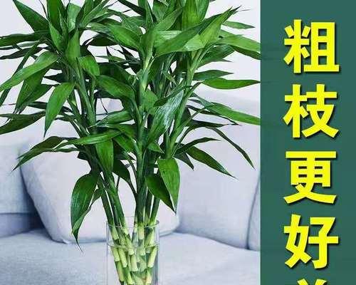 如何养殖健康茁壮的塔竹（塔竹养殖技巧与注意事项）