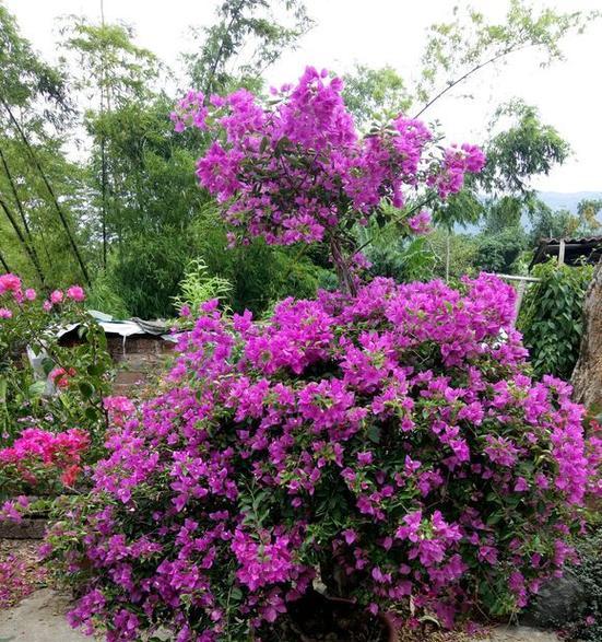 塔紫三角梅勤花——一种美丽的观赏植物（了解塔紫三角梅的生长习性和栽培技巧）