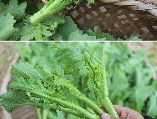 苔菜产地排行榜（探究苔菜最佳产地）