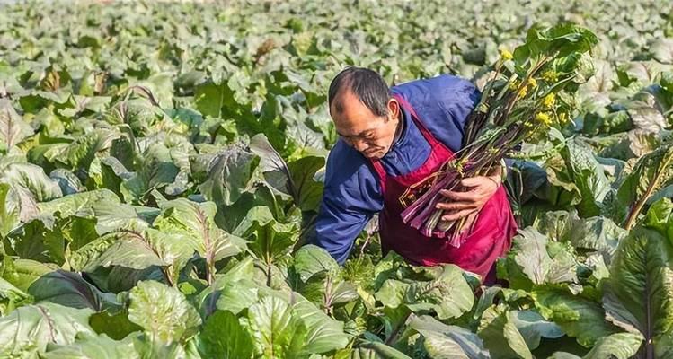 苔菜的种植技巧与养护方法（从播种到收成）