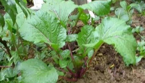 苔菜的种植技巧与养护方法（从播种到收成）