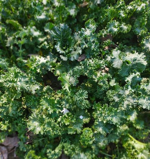 苔菜（深入探究苔菜的种类和食用方法）