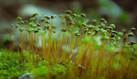 探究苔藓的生长环境（了解苔藓生长地方条件及适宜生长因素）