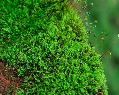 探究苔藓的生长环境（了解苔藓生长地方条件及适宜生长因素）