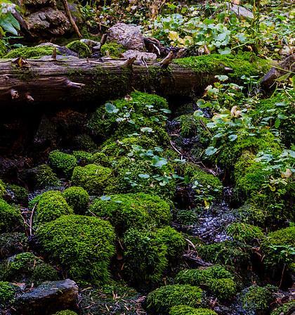 苔藓真的会冬天冻死吗（揭开苔藓的冬季秘密）