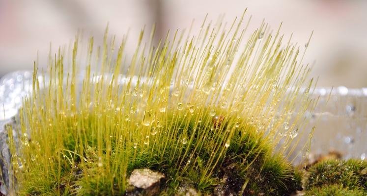 苔藓的生长环境条件及特点（探究苔藓生长的关键因素与特性）