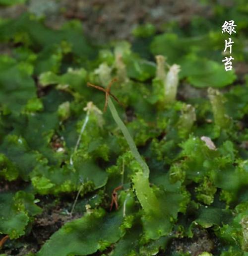 苔藓的最适生长温度是多少度（研究表明苔藓在不同温度下的生长情况）