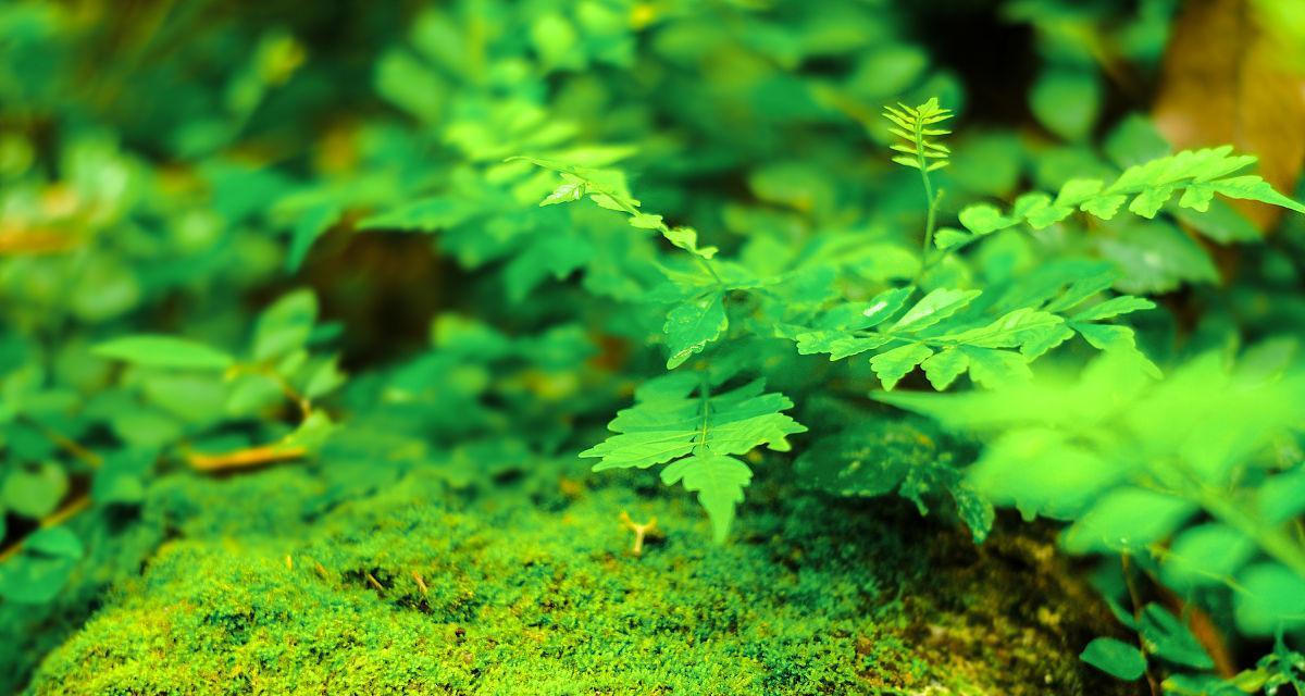 苔藓，水中的秘密之草（揭开苔藓在水生植物中的神秘面纱）