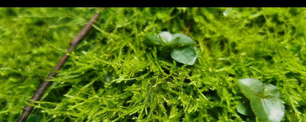 苔藓，水中的秘密之草（揭开苔藓在水生植物中的神秘面纱）