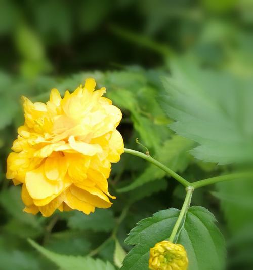 棣棠花的花语和传说（美丽的棣棠花和它背后的神话故事）