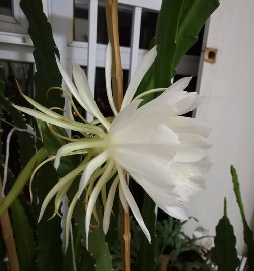 以昙花开（昙花开放是短暂的）