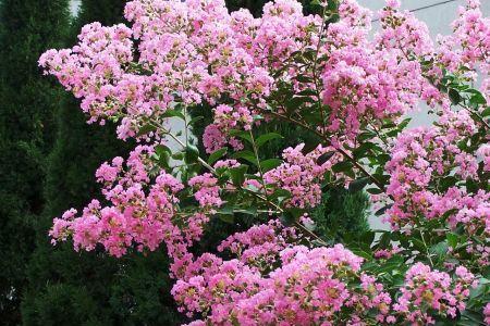 安阳市的市花紫薇花及其象征意义（探寻紫薇花的文化内涵与美丽魅力）