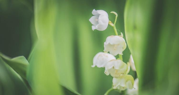 白铃兰花的花语和寓意（白铃兰花的美丽与祝福）